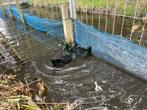 Cayuga eenden, Dieren en Toebehoren, Meerdere dieren, Eend