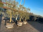 Olijfboom in pot 4 stuks, Tuin en Terras, Lente, 100 tot 250 cm, Olijfboom, Ophalen