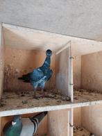Midsnavelige wener hoogvliegers, Dieren en Toebehoren, Vogels | Duiven, Vrouwelijk