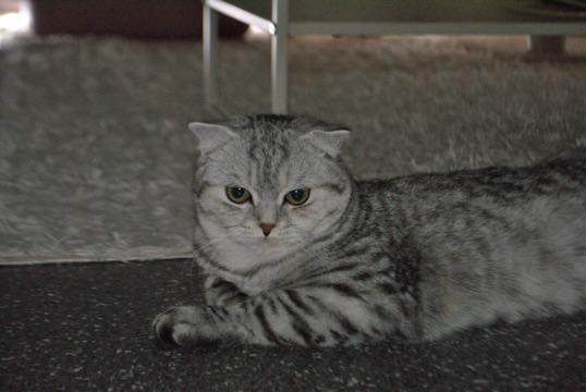 Half British half Americans kat 400€, Dieren en Toebehoren, Katten en Kittens | Overige Katten, Kortharig, Poes, 0 tot 2 jaar