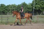 Lieve knappe oldenburg merrie, Dieren en Toebehoren, Merrie, Gechipt, Dressuurpaard, L