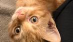 Devon rex, Dieren en Toebehoren, Katten en Kittens | Raskatten | Korthaar, Kater, Gechipt, 0 tot 2 jaar