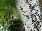 Mooie blauwe garnalen, Dieren en Toebehoren, Vissen | Aquariumvissen, Kreeft, Krab of Garnaal