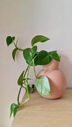 Pastelroze bloemenvaas Loods 5 met hanging plant (pothos), Ophalen of Verzenden, Overige kleuren, Overige materialen, Minder dan 50 cm