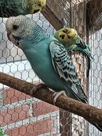 Jong parkiet om tam te maken., Dieren en Toebehoren, Vogels | Parkieten en Papegaaien, Geslacht onbekend, Parkiet