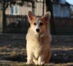 Super kerel welsh corgi pembroke op zoek naar een superfamil, Dieren en Toebehoren, Rabiës (hondsdolheid), Buitenland, Reu, Eén hond