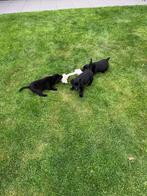 Zwarte labrador pups, Dieren en Toebehoren, Honden | Retrievers, Spaniëls en Waterhonden, Rabiës (hondsdolheid), 8 tot 15 weken
