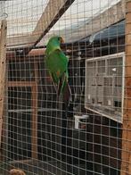 Swiftparkiet wildkleur man, Dieren en Toebehoren, Mannelijk, Parkiet