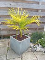 Palmboom in stenen pot, Vaste plant, Bloeit niet, Halfschaduw, Ophalen