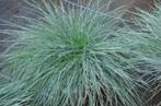 15 Geelblauw schapengras Festuca voor €30, Volle zon, Vaste plant, Siergrassen, Ophalen of Verzenden