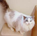 Herplaatser: mooie blue bicolor Ragdoll poes met stamboom, Dieren en Toebehoren, Katten en Kittens | Raskatten | Langhaar, Poes