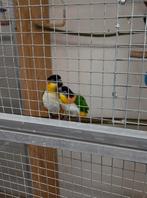 Te koop: Koppel Zwartkop Caique’s (Pyrrhura melanocephala), Dieren en Toebehoren, Meerdere dieren, Papegaai, Geringd