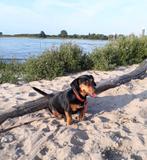Lief huis gezocht voor onze Jack Russel teef!, 6 jaar of ouder, Jack Russell Terriër, Teef, CDV (hondenziekte)