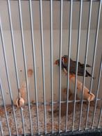 zebravinken, Meerdere dieren, Tropenvogel