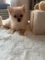 Pomsky pups 2 teefjes, Parvo, Overige rassen, 8 tot 15 weken, Teef