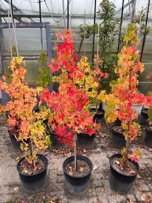 Tekoop : liquidambar
(Amberboom), Tuin en Terras, Planten | Tuinplanten, Volle zon, Zomer, Ophalen
