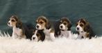 Speelse Beagle pups, Dieren en Toebehoren, Honden | Beagles, Bassets en Lopende honden, Beagle, CDV (hondenziekte), 8 tot 15 weken