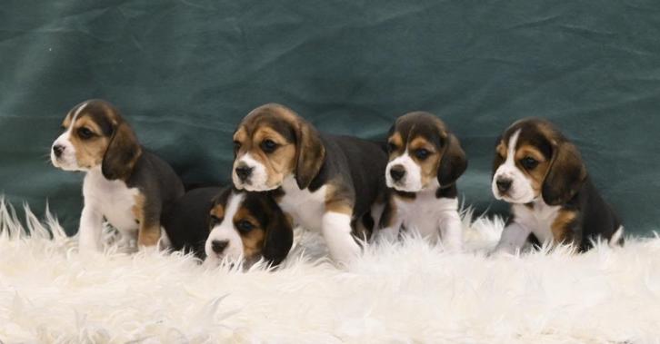 Speelse Beagle pups, Dieren en Toebehoren, Honden | Beagles, Bassets en Lopende honden, Meerdere dieren, Beagle, Fokker | Hobbymatig