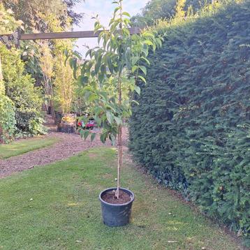 Zevenzonenboom Heptacodium  beschikbaar voor biedingen