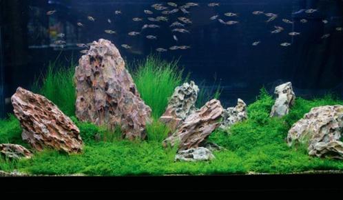 Decoratie steen , natuurlijke rotsen, eigen import uit Azië, Dieren en Toebehoren, Vissen | Aquaria en Toebehoren, Nieuw, Plant(en), Steen of Hout