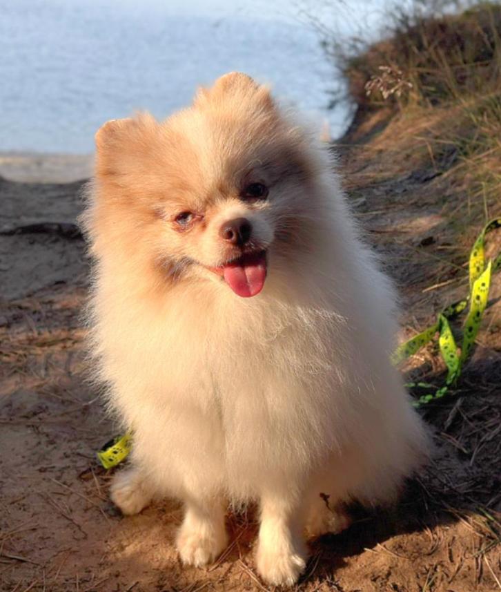 Pomeriaan dekreu (dwergkees) Merle, met dek garantie, Dieren en Toebehoren, Honden | Dekreuen, Reu, Particulier, Eén hond, Buitenland