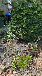 Planten en struiken gratis, Tuin en Terras, Planten | Struiken en Hagen, Ophalen, Overige soorten, Minder dan 100 cm