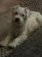 Dwergschnauzer, CDV (hondenziekte), Teef, Eén hond, Nederland