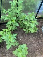 Frambozen planten, Ophalen of Verzenden, Minder dan 100 cm, Overige soorten, Zomer