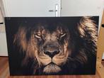 Leeuw Schilderij op Canvas, Ophalen, 50 tot 75 cm, Zo goed als nieuw, Schilderij