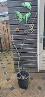 Vijgenboom Peretta two timer 1.90 cm, Tuin en Terras, Planten | Bomen, In pot, Zomer, Overige soorten, Volle zon