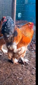 Broedeieren brahma buff zwart en blauw, Dieren en Toebehoren, Pluimvee, Geslacht onbekend, Kip