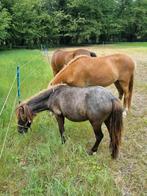 Shetlander merrie jaarling en 2 jarige welsh Vos ruin, Dieren en Toebehoren, Merrie, 0 tot 2 jaar, A pony (tot 1.17m), Gechipt