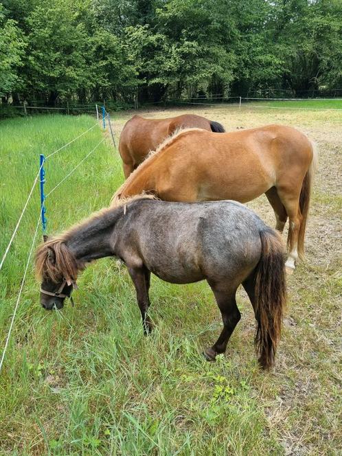 Shetlander merrie jaarling en 2 jarige welsh Vos ruin, Dieren en Toebehoren, Pony's, Merrie, Onbeleerd, A pony (tot 1.17m), Recreatiepony