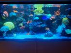 Koralen, Dieren en Toebehoren, Vissen | Aquariumvissen, Overige typen
