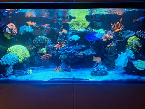 Koralen, Dieren en Toebehoren, Vissen | Aquariumvissen, Overige typen