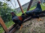 2 raszuivere Barnevelder hanen, Dieren en Toebehoren, Pluimvee, Mannelijk, Kip