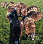 Bonte rammen, Dieren en Toebehoren, Schapen, Geiten en Varkens, Mannelijk, Schaap