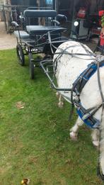 Pony verzorgerster die  mij mee  kan helpen  gratis., Ophalen of Verzenden