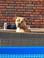 Te koop american bully teef zonder stamboom, Dieren en Toebehoren, Rabiës (hondsdolheid), Overige rassen, Teef, Eén hond