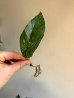 Epipremnum pinnatum albo variegata, gewortelde stek zie adv., Ophalen of Verzenden, Halfschaduw, Minder dan 100 cm