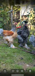 Brahma kuikens 2 hanen, Dieren en Toebehoren, Pluimvee
