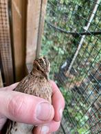 Coromandelkwartel, Meerdere dieren, Tropenvogel