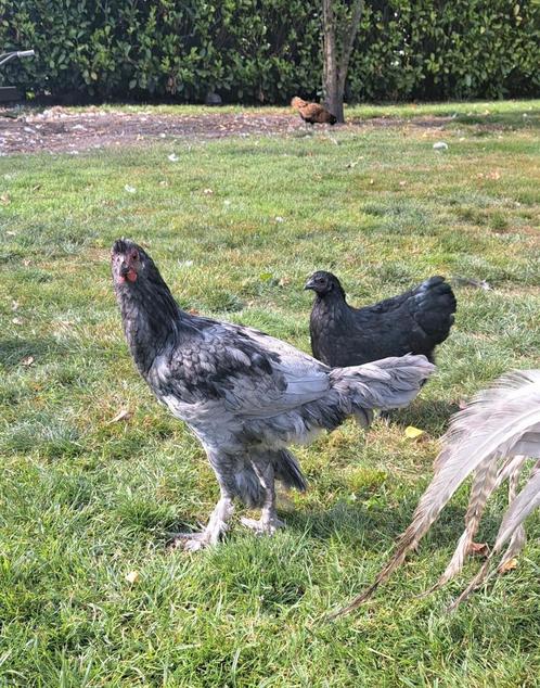 Jonge KRAAIKOP groot hen, Dieren en Toebehoren, Pluimvee, Kip, Vrouwelijk