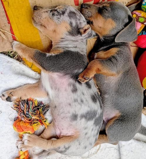 silvergrey merle + blue and tan Jack Russel pups, Dieren en Toebehoren, Honden | Jack Russells en Terriërs, Meerdere dieren, Jack Russell Terriër