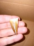 Mosasaurus tand, Verzamelen, Mineralen en Fossielen, Ophalen of Verzenden, Fossiel