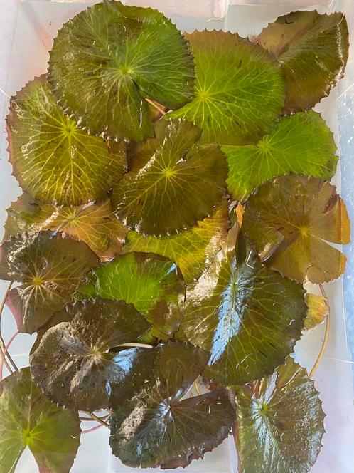 Nymphaea stellata 2x, Dieren en Toebehoren, Vissen | Aquaria en Toebehoren, Plant(en), Steen of Hout, Ophalen of Verzenden