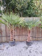 Winterharde palmboom trachycarpus fortunei, Halfschaduw, Ophalen of Verzenden, Overige soorten