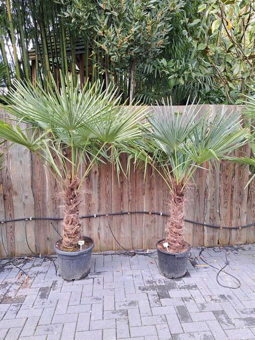 Winterharde palmboom trachycarpus fortunei, Tuin en Terras, Planten | Tuinplanten, Overige soorten, Halfschaduw, Ophalen of Verzenden