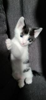Lieve katers zoeken huisje, Kater, Kortharig, 0 tot 2 jaar