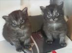 4 kittens 8 weken, Meerdere dieren